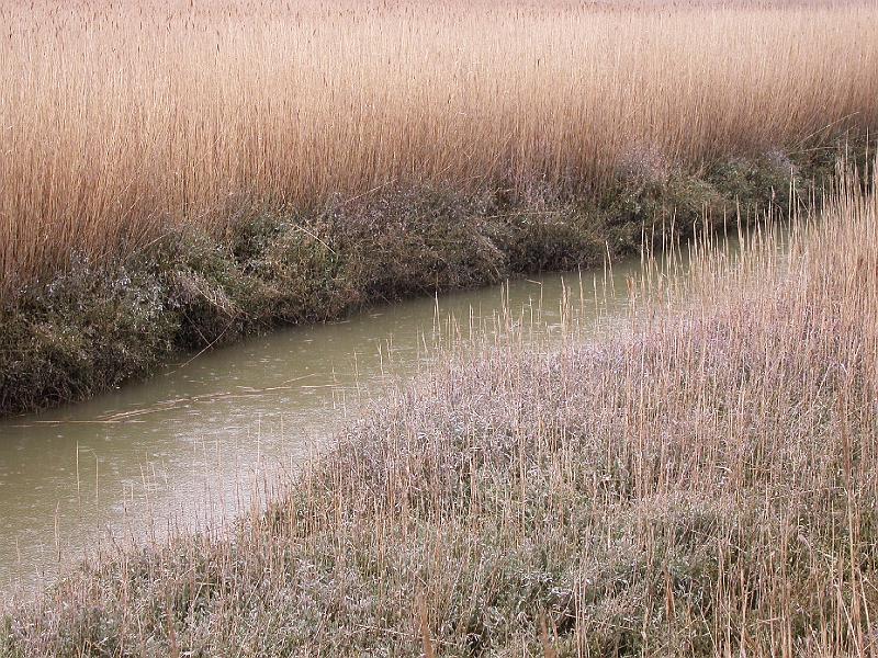 Bulcamp Marshes - DSCN3685.JPG